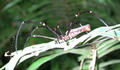 araigneeA.jpg (500x292)