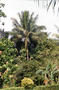 cocotier1.jpg (330x500)