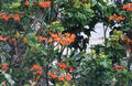 fleurorange.jpg (500x325)