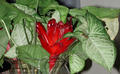 fleurrouge.JPG (500x310)