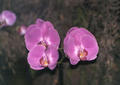 orchid1.jpg (500x355)
