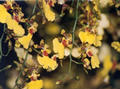 orchid2.jpg (500x372)