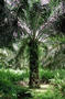 palmpied.jpg (332x500)
