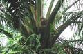 palmregime.jpg (500x332)