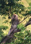 singe.jpg (353x500)